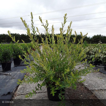 SALIX integra 'Hakuro Nishiki' Tige