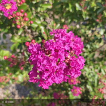 LAGERSTROEMIA indica...