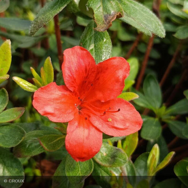 AZALEA japonica 'Orange...