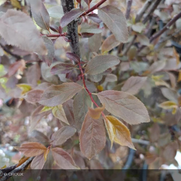 PRUNUS cerasifera 'Nigra'