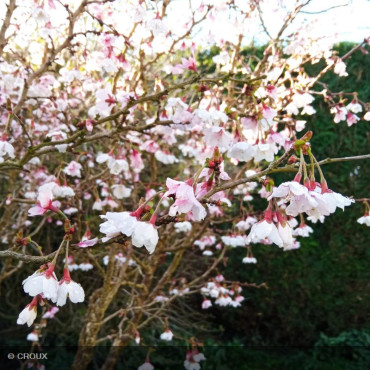 PRUNUS incisa 'Kojo No Mai'