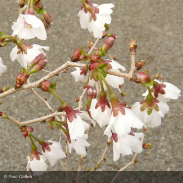PRUNUS incisa 'Kojo No Mai'