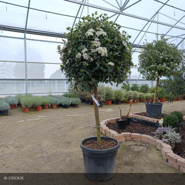 VIBURNUM tinus 'Eve Price' demi-tige