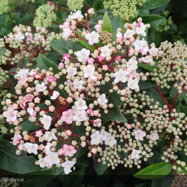 VIBURNUM tinus 'Eve Price' demi-tige