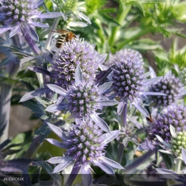 ERYNGIUM planum 'Blauer Zwerg'