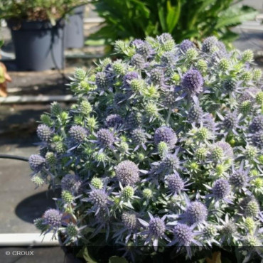 ERYNGIUM planum 'Blauer Zwerg'