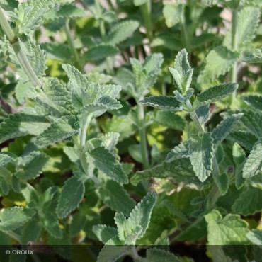 NEPETA x faassenii 'Six Hill‘s Giant'