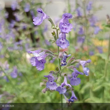 NEPETA x faassenii 'Six Hill‘s Giant'