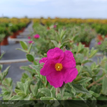 CISTUS pulverulentus 'Sunset'