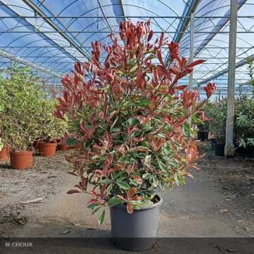 PHOTINIA x fraseri 'Pink marble®'