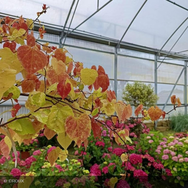CERCIS canadensis 'Eternal Flame'
