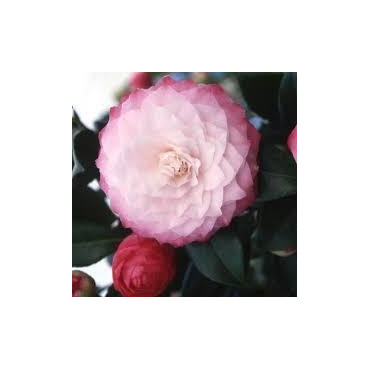 CAMELLIA Nuccio's pearl