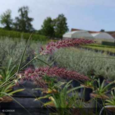 PENNISETUM orientalis...
