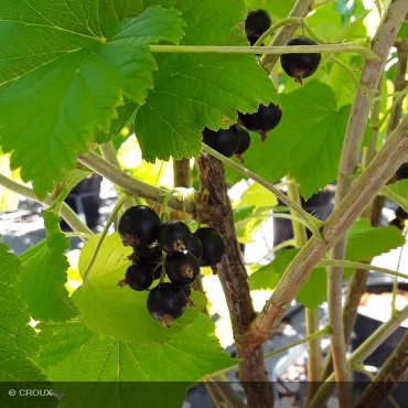 CASSISSIER - RIBES nigrum...
