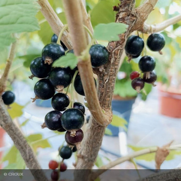 CASSISSIER - RIBES nigrum 'Andega'