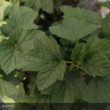 CASSISSIER - RIBES nigrum 'Andega'