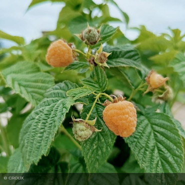 FRAMBOISIER - RUBUS idaeus...