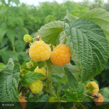 FRAMBOISIER - RUBUS idaeus 'Fall Gold'