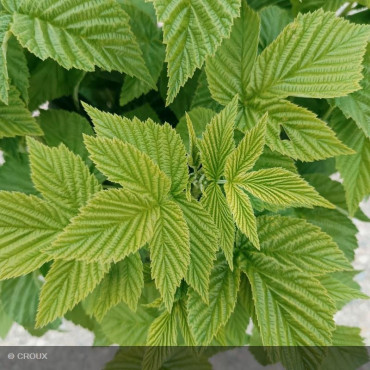 FRAMBOISIER - RUBUS idaeus 'Fall Gold'