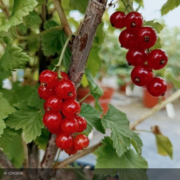 GROSEILLIER - RIBES rubrum...