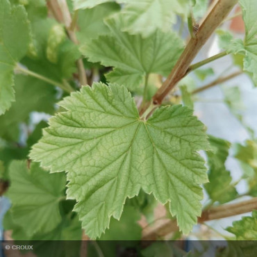 GROSEILLIER - RIBES rubrum 'London market'