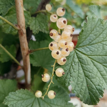 GROSEILLIER - RIBES rubrum...
