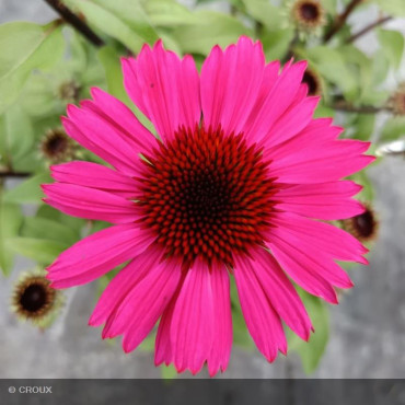ECHINACEA purpurea 'Panama®...
