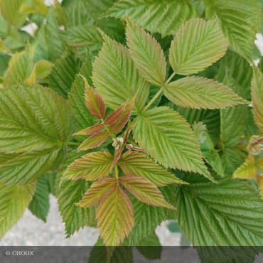 FRAMBOISIER - RUBUS idaeus 'Scepter'