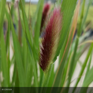 PENNISETUM messiacum 'Red...