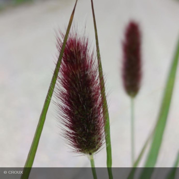 PENNISETUM messiacum 'Red Bunny Tails'