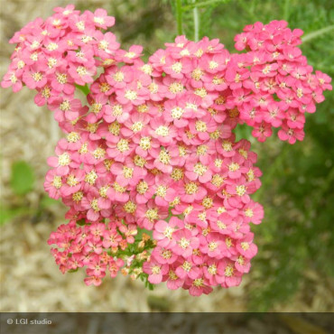 ACHILLEA millefolium...