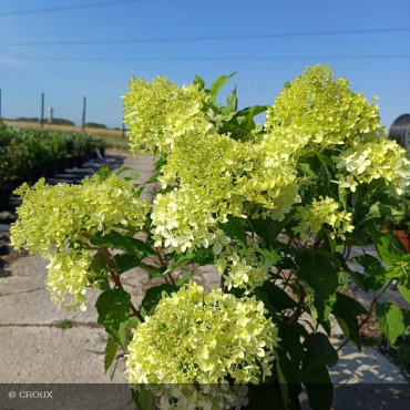 HYDRANGEA paniculata...