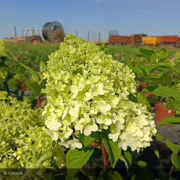 HYDRANGEA paniculata 'Diamantino®'