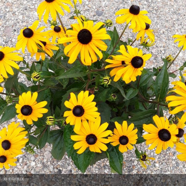 RUDBECKIA fulgida 'Goldstrum'