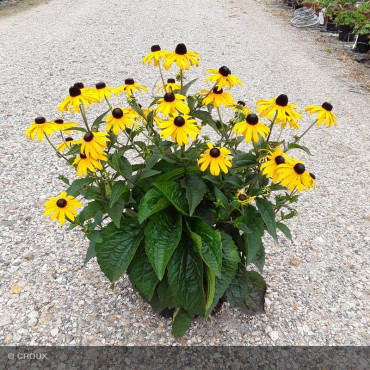RUDBECKIA fulgida 'Goldstrum'