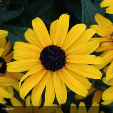 RUDBECKIA fulgida 'Goldstrum'