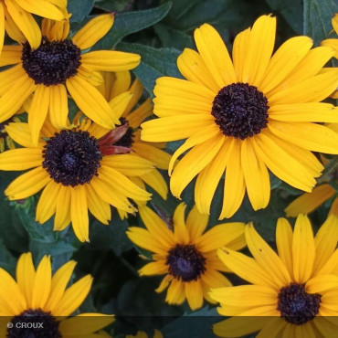RUDBECKIA fulgida 'Goldstrum'