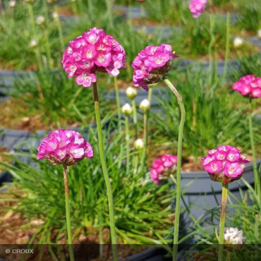 ARMERIA maritima 'Splendens'
