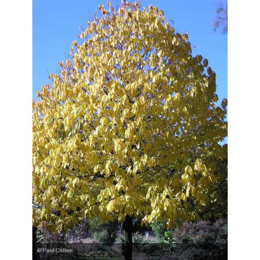 ASIMINA triloba
