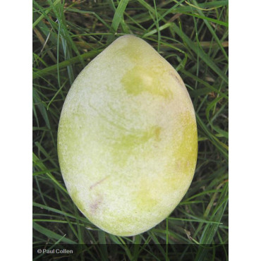 ASIMINA triloba