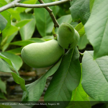 ASIMINA triloba