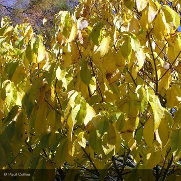 ASIMINA triloba