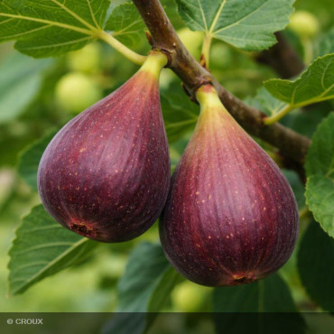 FIGUIER - FICUS carica...