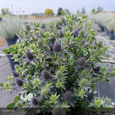 ERYNGIUM planum 'Blauer Zwerg'