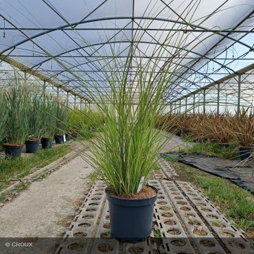 MISCANTHUS sinensis 'Adagio'
