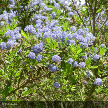 CEANOTHUS arboreus 'Concha'