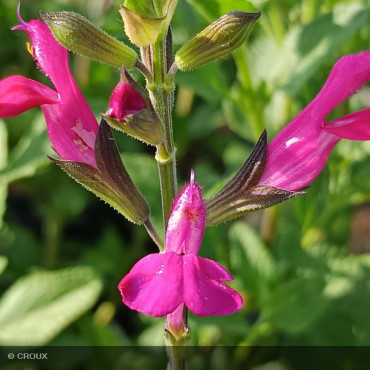 SALVIA microphylla 'Cerro...