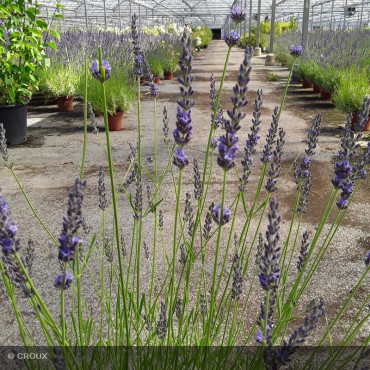 LAVANDULA x intermedia...