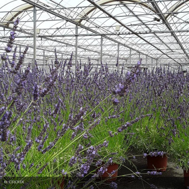 LAVANDULA x intermedia 'Phenomenal niko®'