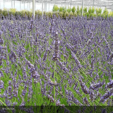 LAVANDULA x intermedia 'Phenomenal niko®'